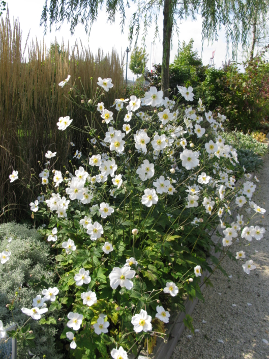 weiss Herbst Blume Anemone